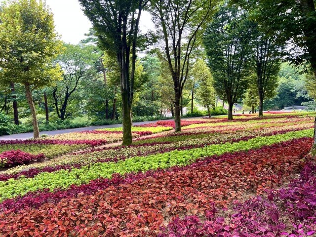 国営武蔵丘陵森林公園のコリウス畑