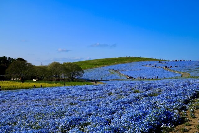 国営ひたち海浜公園